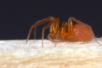L'Oonops domestique. Une femelle (Araneae - Oonopidae - Oonops domesticus)